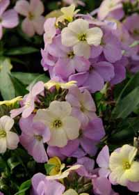 Erysimum 'Poem Pastel'